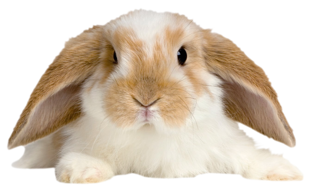 bunni